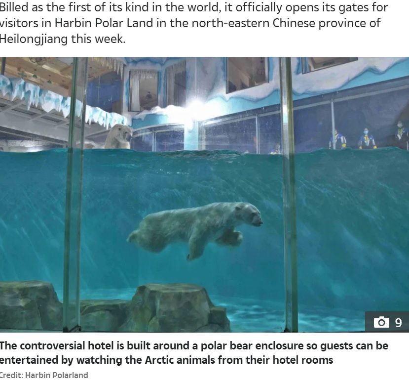 狭いプールで泳ぐホッキョクグマ（画像は『The Sun　2021年3月9日付「‘PROFITING FROM MISERY’ Bizarre ‘polar bear hotel’ where guests can watch miserable beasts from their rooms is slammed by activists」（Credit: Harbin Polarland）』のスクリーンショット）