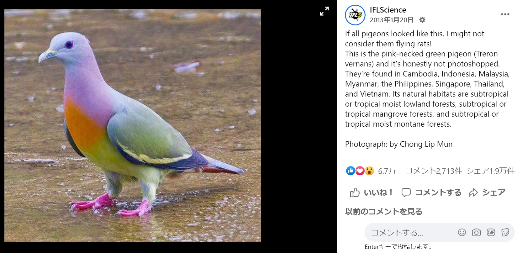 8年前に『IFLScience』が紹介していたコアオバト（画像は『IFLScience　2013年1月20日付Facebook「If all pigeons looked like this, I might not consider them flying rats!」』のスクリーンショット）