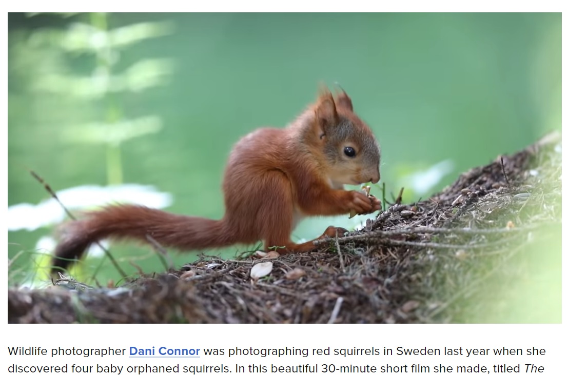 キタリスの生後1年の死亡率は70％にも上る（画像は『PetaPixel　2021年3月8日付「How a Wildlife Photographer Rescued Four Baby Red Squirrels」』のスクリーンショット）