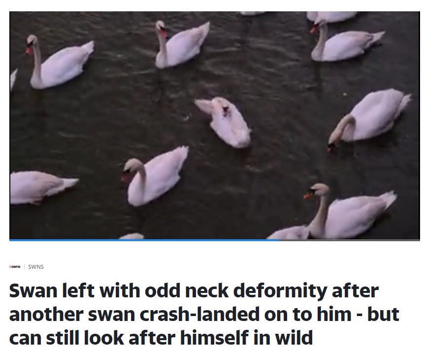 群れで泳ぐと首を寝かせているウォンキーの姿が目立つ（画像は『Yahoo News UK　2021年3月11日付「Swan left with odd neck deformity after another swan crash-landed on to him - but can still look after himself in wild」』のスクリーンショット）