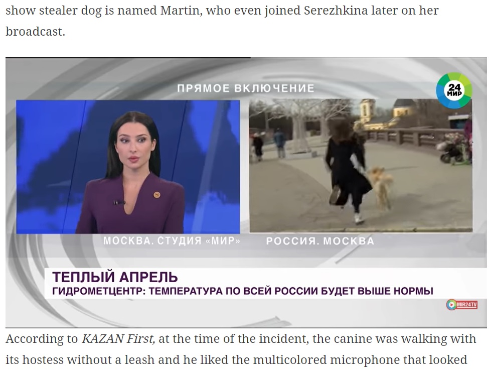 冷静に対応したスタジオのエリーナさん（画像は『The Indian Express　2021年4月4日付「Watch: Dog steals reporter’s mic during live broadcast, melts viewers’ hearts」』のスクリーンショット）