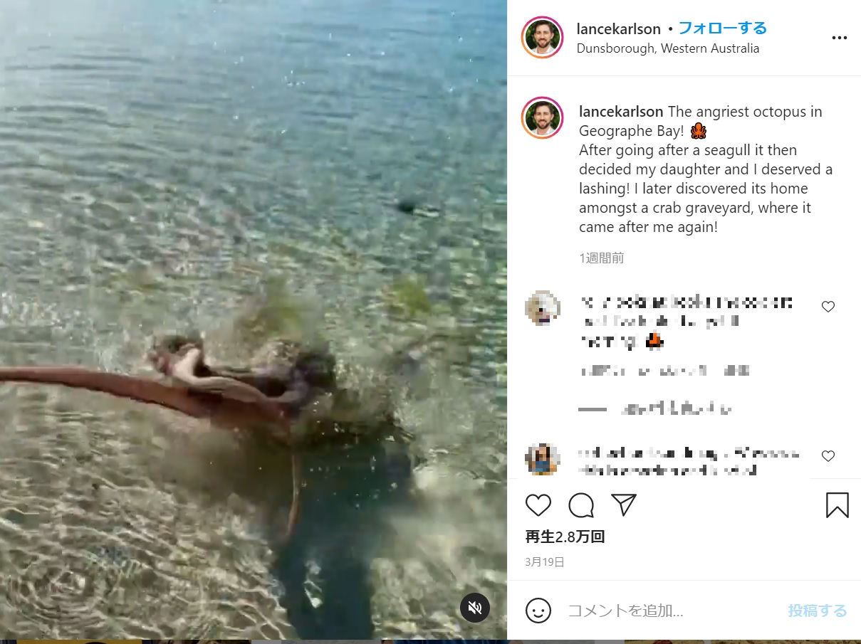 触手をムチのようにしならせるタコ（画像は『Lance Karlson ・ Author　2021年3月19日付Instagram「The angriest octopus in Geographe Bay!」』のスクリーンショット）