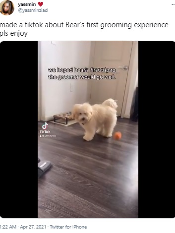 グルーミング前のゴールデンドゥードル（画像は『yassmin　2021年4月27日付Twitter「made a tiktok about Bear’s first grooming experience pls enjoy」』のスクリーンショット）