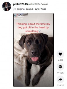 こちらの犬もハチに刺されてしまったという（画像は『pollie12345　2021年4月1日付TikTok』のスクリーンショット）