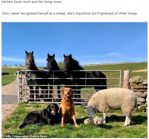 犬たちといつも一緒に過ごしているベラ（画像は『T-Gate　2021年4月1日付「Two-year-old sheep Bella is convinced she is DOG after being rejected by her mother at birth」（Gilly Chippendale / Caters News）』のスクリーンショット）