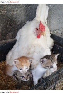 好奇心旺盛な1匹が姿を現した（画像は『Bored Panda　2021年3月30日付「A Guy Finds His Chicken Taking Care Of Three Orphaned Kittens And Captures It In A Viral Video」（Image credits: ＠goran.surchi）』のスクリーンショット）