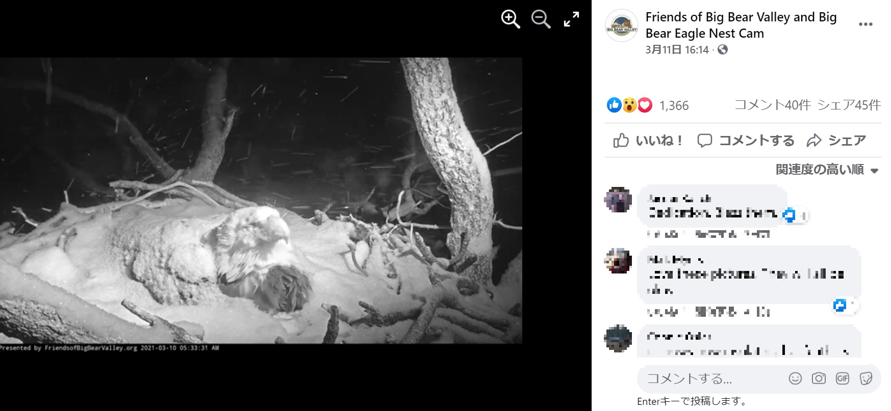 体が雪に覆われてしまっても、卵を温め続けたジャッキー（画像は『Friends of Big Bear Valley and Big Bear Eagle Nest Cam　2021年3月11日付Facebook「With snow falling in Big Bear for most of today, Jackie hunkered down and did the vast majority of the egg-sitting, as she always does during bad weather.」』のスクリーンショット）