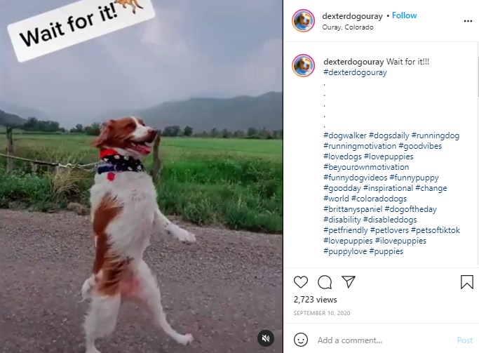 まるで人間のように2本足で歩く犬（画像は『dexter.the_three_legged_dog　2020年9月10日付Instagram「Wait for it!!!」』のスクリーンショット）