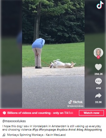 微動だにしない犬と、苛立つ飼い主（画像は『Maximilian Lukas　2021年2月20日付TikTok「I hope this dog I saw in Vondelpark in Amsterdam is still waking up everyday」』のスクリーンショット）