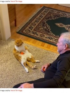 ゴルフをして遊ぶスイート・ポテトと男性（画像は『Bored Panda　2021年4月14日付「Cat Refuses To Leave The Side Of His Grandpa Who’s Fighting Cancer」（Image credits: french75vintage）』のスクリーンショット）