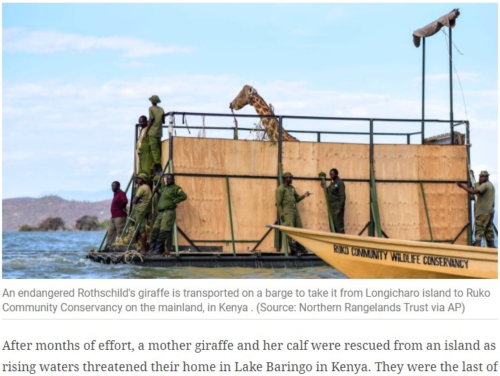 ケニア本土に運ばれる絶滅危惧種のキリン（画像は『The Indian Express　2021年4月13日付「Endangered mother giraffe and calf marooned on a flooded island rescued in Kenya」（Source: Northern Rangelands Trust via AP）』のスクリーンショット）