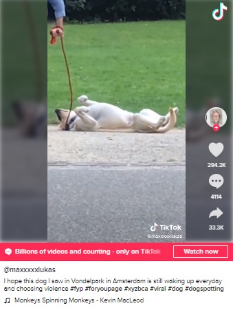 仰向けになり死んだふりをする犬（画像は『Maximilian Lukas　2021年2月20日付TikTok「I hope this dog I saw in Vondelpark in Amsterdam is still waking up everyday」』のスクリーンショット）