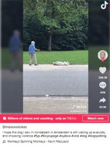 飼い主に引っ張られて引きずられる犬（（画像は『Maximilian Lukas　2021年2月20日付TikTok「I hope this dog I saw in Vondelpark in Amsterdam is still waking up everyday」』のスクリーンショット））