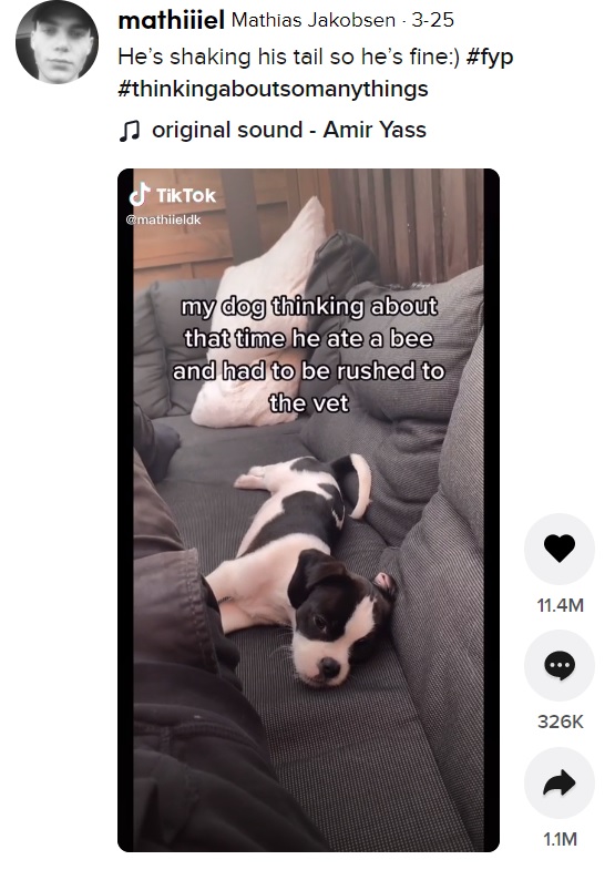 腫れる前は普通に愛らしい姿だった子犬（画像は『Mathias Jakobsen　2021年3月25日付TikTok「He’s shaking his tail so he’s fine」』のスクリーンショット）