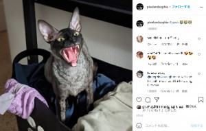 牙を見せると、ピクセルはより悪魔のような顔に（画像は『Pixel ＆ Sophie　2021年2月2日付Instagram「＃yawn」』のスクリーンショット）