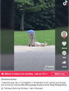 飼い主に「さあ、帰るわよ」と胸を撫でられている犬（画像は『Maximilian Lukas　2021年2月20日付TikTok「I hope this dog I saw in Vondelpark in Amsterdam is still waking up everyday」』のスクリーンショット）