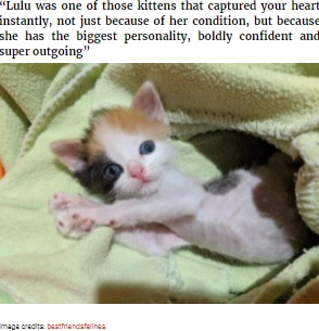 人懐こくおおらかな性格のルル（画像は『Bored Panda　2021年4月19日付「Kitten With Small Body But Strong Will To Live Undergoes A Life-Changing Transformation That Turns It Into A Gorgeous Calico Cat」（Image credits: bestfriendsfelines）』のスクリーンショット）