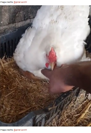 メンドリの腹の下からネコの鳴き声が（画像は『Bored Panda　2021年3月30日付「A Guy Finds His Chicken Taking Care Of Three Orphaned Kittens And Captures It In A Viral Video」（Image credits: ＠goran.surchi）』のスクリーンショット）