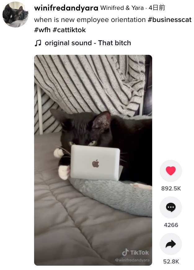 ノートパソコンを陣取る猫に飼い主は…（画像は『Winifred ＆ Yara　2021年5月20日付TikTok「when is new employee orientation」』のスクリーンショット）