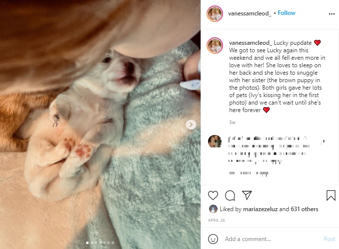 生まれつき前足が欠損しているラッキー（画像は『Vanessa McLeod　2021年4月26日付Instagram「Lucky pupdate」』のスクリーンショット）