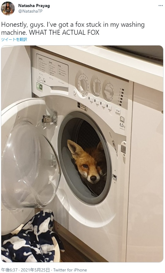 洗濯機の中から外をうかがうキツネ（画像は『Natasha Prayag　2021年5月25日付Twitter「Honestly, guys. I’ve got a fox stuck in my washing machine.」』のスクリーンショット）