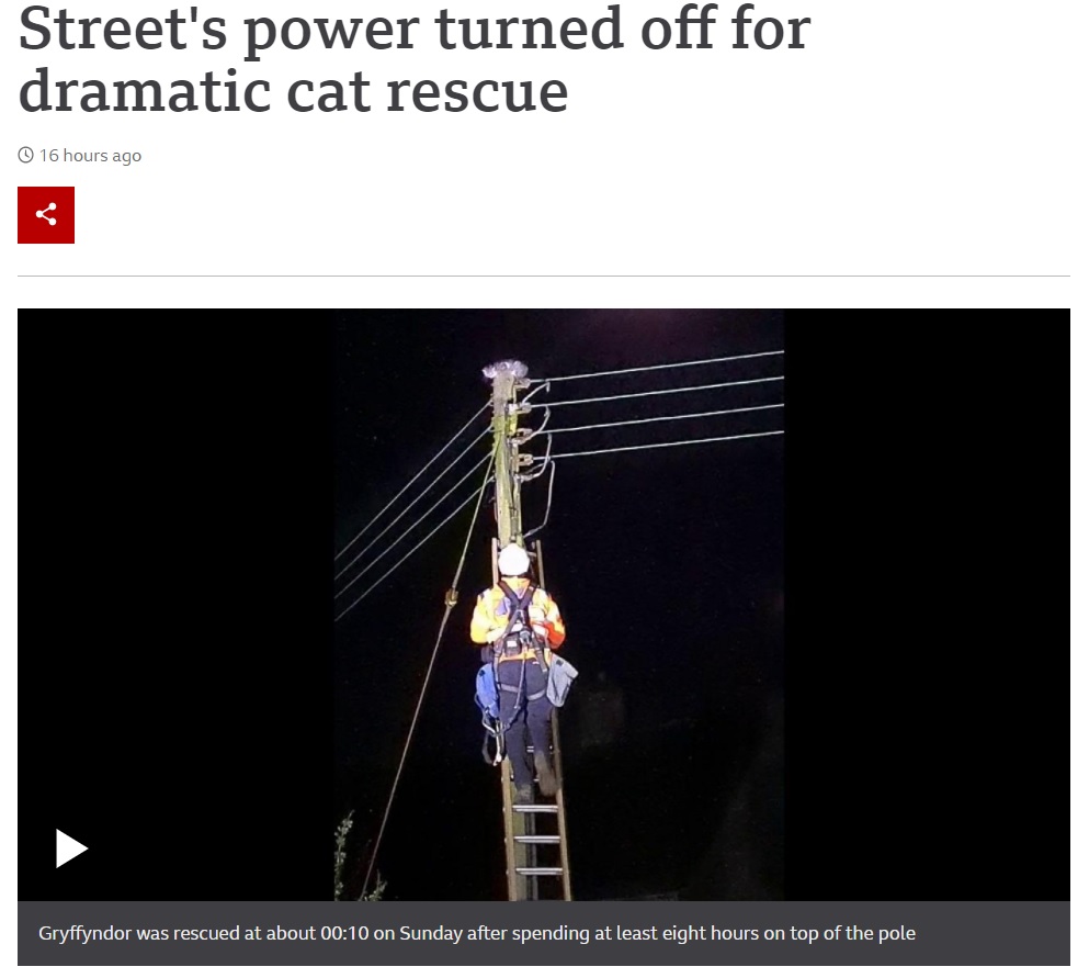 猫救出のため約100戸が一時的に停電（画像は『BBC News　2021年5月25日付「Street’s power turned off for dramatic cat rescue」』のスクリーンショット）