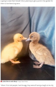 アデルさんが可愛がっているリトル・モリスとベリル（画像は『WalesOnline　2021年5月4日付「Woman hatches duckling from box of eggs bought at Morrisons」（Image: Adele Phillips）』のスクリーンショット）