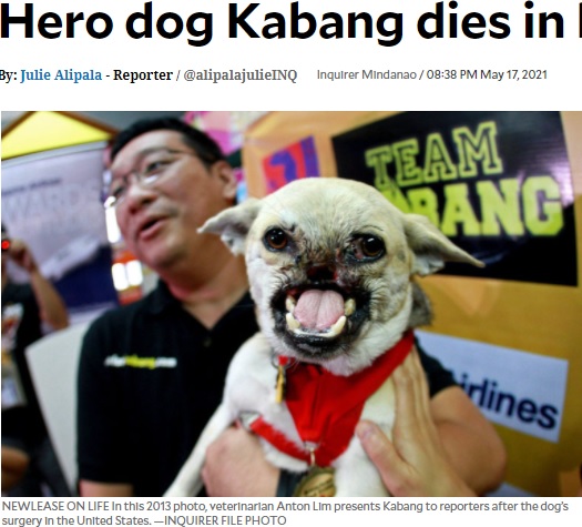 アメリカで手術を受けた後のヒーロー犬“カバン”（画像は『INQUIRER.net　2021年5月17日付「Hero dog Kabang dies in her sleep」（INQUIRER FILE PHOTO）』のスクリーンショット）