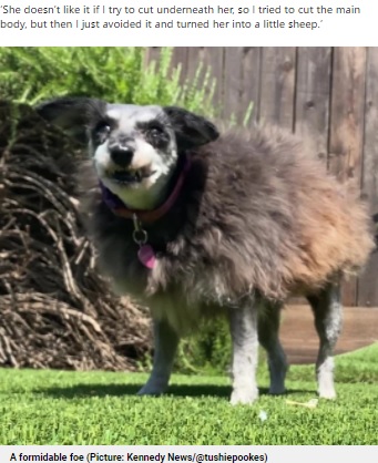 フワフワの被毛を持つ羊？（画像は『Metro　2021年5月27日付「Dog refuses to sit still for trimming and ends up looking like a sheep」（Picture: Kennedy News/＠tushiepookes）』のスクリーンショット）