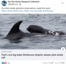 【海外発！Breaking News】イルカがクジラの赤ちゃんを育てる珍しい光景　我が子を亡くし母性本能が働いたか（ニュージーランド）