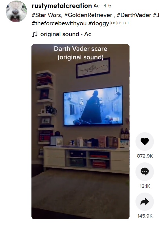 ダース・ベイダーが現れるシーンになると突然、ソファーの後ろに隠れたエリー（画像は『rustymetalcreation　2021年4月6日付TikTok「＃Star Wars, ＃GoldenRetriever , ＃DarthVader ＃Jedi ＃theforcebewithyou ＃doggy」』のスクリーンショット）
