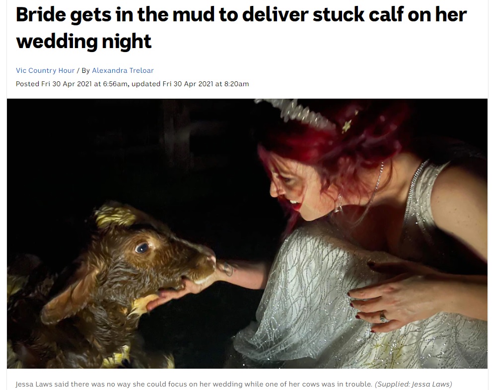 無事に子牛が生まれて安堵した花嫁（画像は『ABC News　2021年4月30日付「Bride gets in the mud to deliver stuck calf on her wedding night」（Supplied: Jessa Laws）』のスクリーンショット）