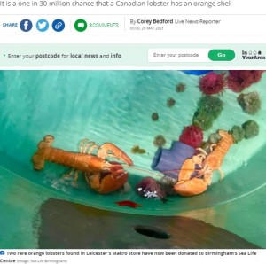 水族館に寄贈された2匹（画像は『Leicester Mercury　2021年5月29日付「Rare orange lobsters given home in Birmingham Sea Life Centre」（Image: Sea Life Birmingham）』のスクリーンショット）