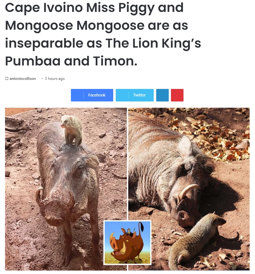 ティモンとプンバァにそっくりの2匹（画像は『Eminetra.co.uk　2021年5月15日付「Cape Ivoino Miss Piggy and Mongoose Mongoose are as inseparable as The Lion King’s Pumbaa and Timon.」』のスクリーンショット）