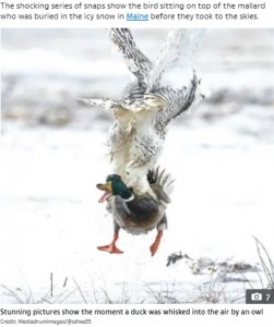 口を大きく開けるマガモ（画像は『The Sun　2021年5月25日付「QUACK ATTACK Incredible moment duck is whisked into air by hungry owl as it swoops in scoops up prey with its talons」（Credit: Mediadrumimages/＠sshea55）』のスクリーンショット）