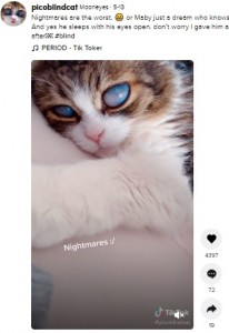 目を開けたまま寝ているピコ（画像は『Mooneyes　2021年5月13日付TikTok「Nightmares are the worst.」』のスクリーンショット）