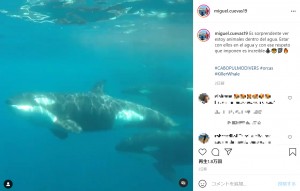 10頭ほどで群れを成していたシャチ（画像は『Miguel Cuevas　2021年5月19日付Instagram「Es sorprendente ver estoy animales dentro del agua.」』のスクリーンショット）