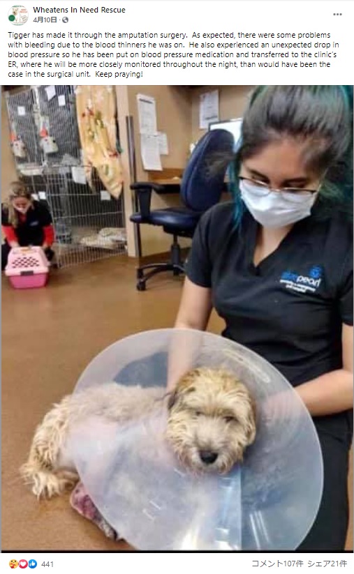 酷い痛みに耐え続けたティガー（画像は『Wheatens In Need Rescue　2021年4月10日付Facebook「Tigger has made it through the amputation surgery.」』のスクリーンショット）