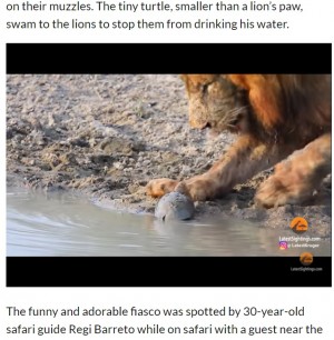 【海外発！Breaking News】小さなカメがライオンを威嚇？　異色の組み合わせにほっこり（南ア）＜動画あり＞