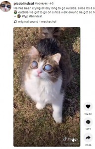 ホワイトオパールのような目をしたピコ（画像は『Mooneyes　2021年4月5日付TikTok「He has been crying all day long」』のスクリーンショット）