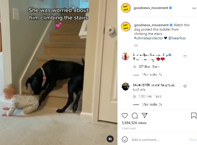 ハイハイをする赤ちゃんの後を追うリサ（画像は『Good News Movement　2021年6月12日付Instagram「Watch this dog protect this toddler from climbing the stairs.」』のスクリーンショット）