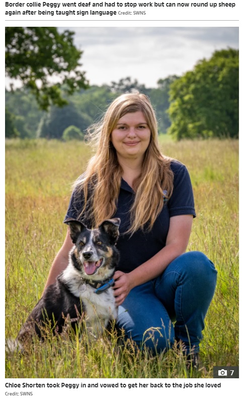 牧羊犬として再び活躍する夢を諦めなかったペギーとクロエさん（画像は『The Sun　2021年6月15日付「HAND OF DOG Deaf collie can now round up sheep again after being taught sign language」（Credit: SWNS）』のスクリーンショット）