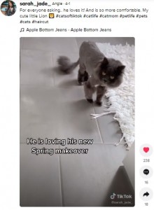 先端だけ房状に毛が残っている尻尾（画像は『Angie　2021年4月1日付TikTok「For everyone asking..」』のスクリーンショット）