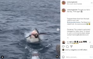 海鳥にかぶりつくホホジロザメ（画像は『Benjamin　2021年6月7日付Instagram「Thought you had a bad day.. 」』のスクリーンショット）