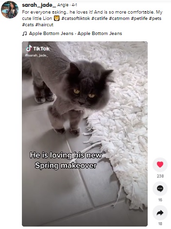 ネコ自身が「気に入っている」というグルーミング（画像は『Angie　2021年4月1日付TikTok「For everyone asking..」』のスクリーンショット）