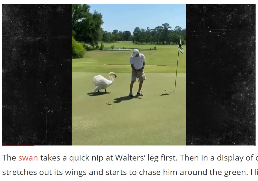 集中する男性の後ろにゆっくりと近づく白鳥（画像は『Outsider　2021年5月28日付「WATCH: Golfer Nearly Attacked by Monster Swan on Georgia Golf Course in Crazy Video」』のスクリーンショット）