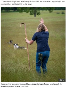 2匹の牧羊犬の協力を得て、新しい合図を覚えていった（画像は『The Sun　2021年6月15日付「HAND OF DOG Deaf collie can now round up sheep again after being taught sign language」（Credit: SWNS）』のスクリーンショット）