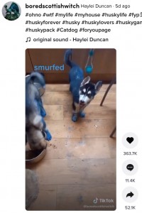 無邪気に飼い主の顔をうかがう子犬（画像は『Haylei Duncan　2021年7月15日付TikTok「＃ohno ＃wtf ＃mylife ＃myhouse ＃huskylife」』のスクリーンショット）