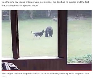 野生のクマと楽しそうに遊ぶ犬（画像は『New York Post　2021年7月8日付「German shepherd plays with unlikely new pal ― a young black bear」（SWNS）』のスクリーンショット）