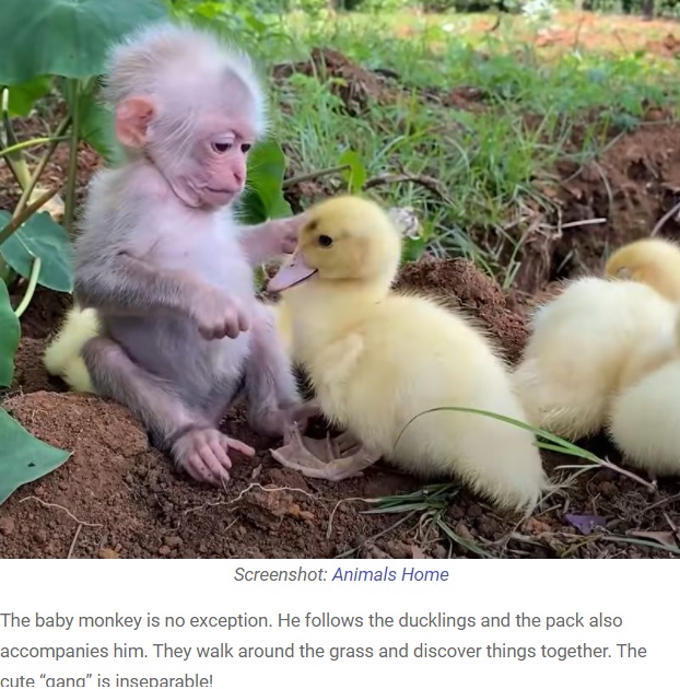 アヒルの赤ちゃんたちと遊ぶ子ザル（画像は『We Love Animals　2021年7月6日付「Adorable Moments Of Baby Monkey Cuddling A Flock Of Ducklings」（Screenshot: Animals Home）』のスクリーンショット）